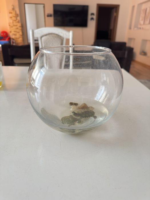 Красноухие Черепашки