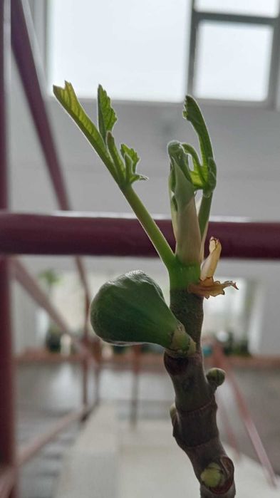 Smochini la ghiveci. Inclusiv pt balconul tau! Sigur culegi fructe.