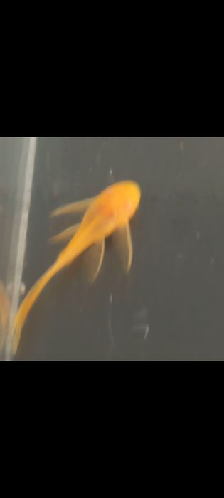 Ancistrusi-pesti exotici