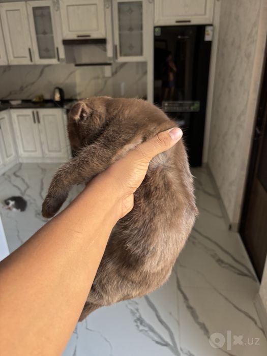 mushukcha zotli 2 oyli