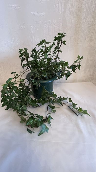 Ирландский плющ ХЕДЕРА