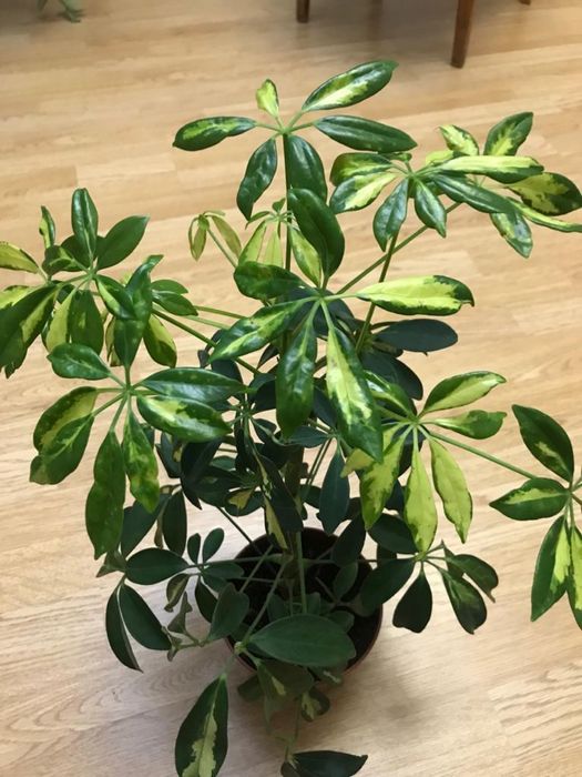 Комнатные цветы