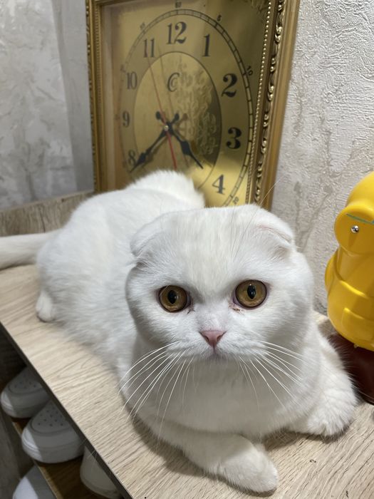 VYAZKA UN!!  Scottish fold white