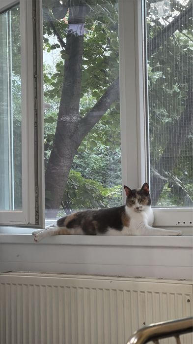 Pisicuta pentru adoptie