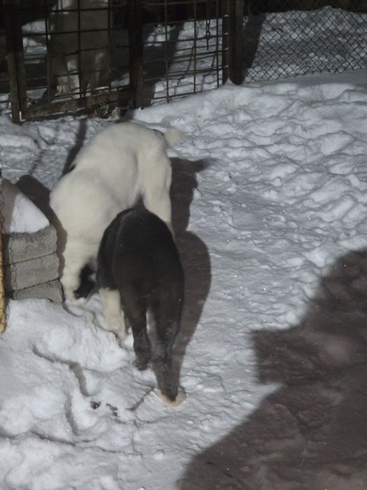 Щенки Алабая хорошые