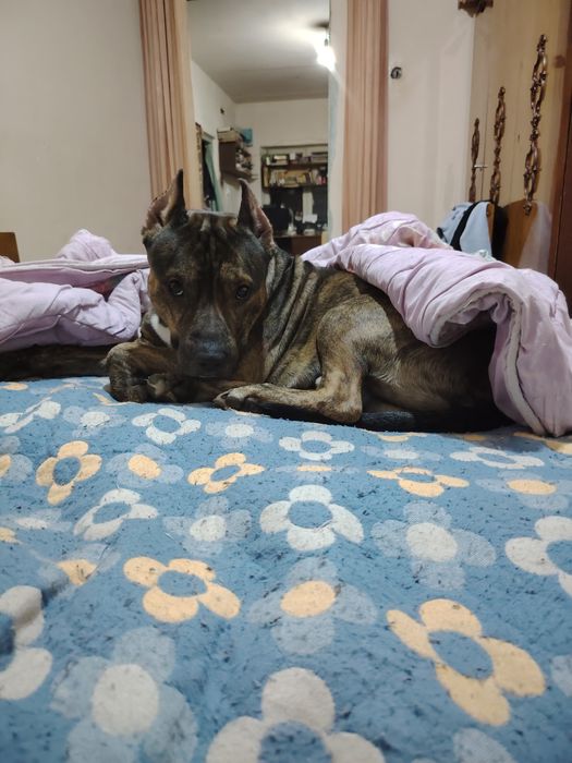 Отдам собаку в добрые руки