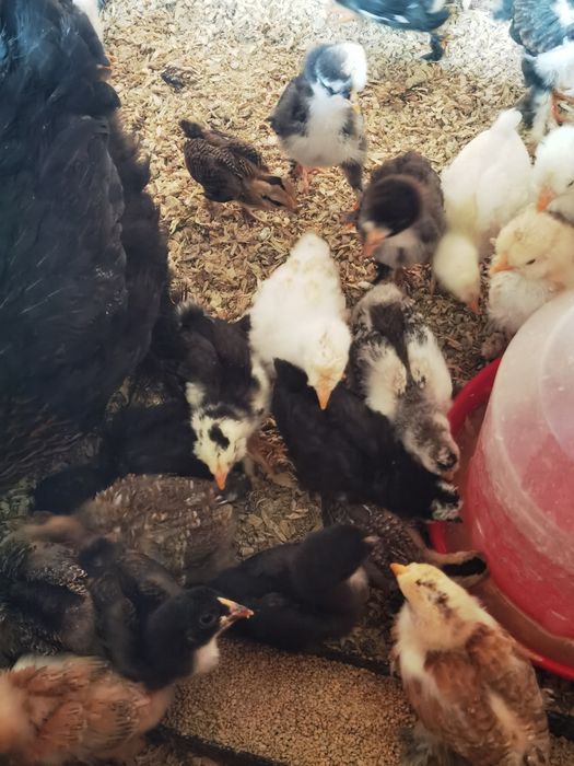 Vând pui încălțați de 2 săptămâni