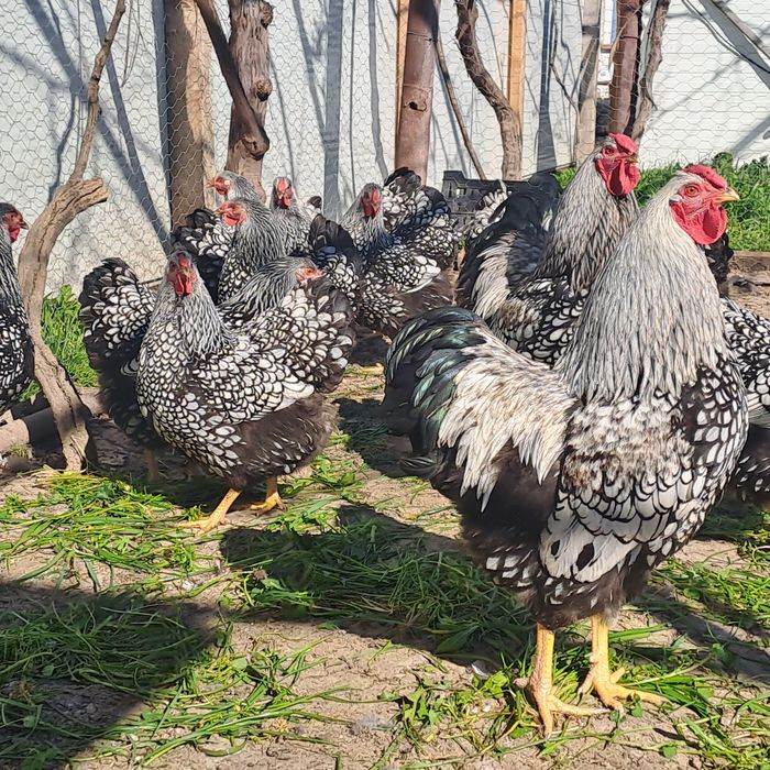 Кокошки  Виандот