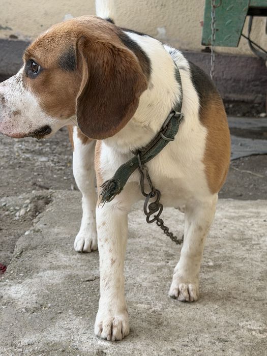 Vand mascul beagle