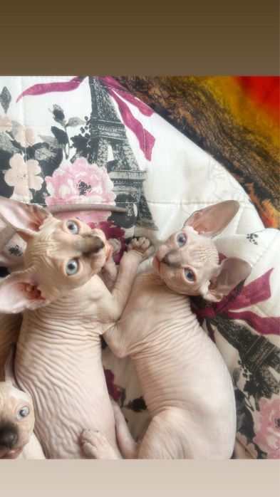 Котята канадского сфинкса