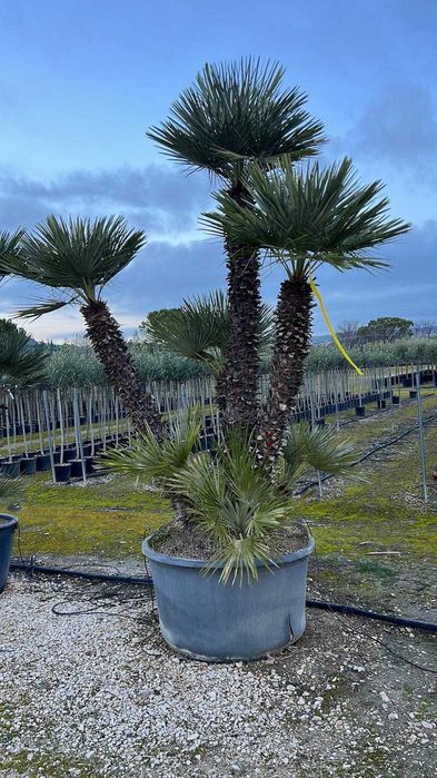 Palmieri rezistenti iarna 1000 disponibili pe stoc livrare rapida in toata tara