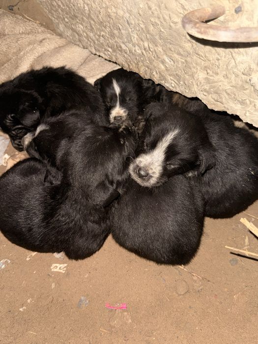 Сатылады 7 күшік