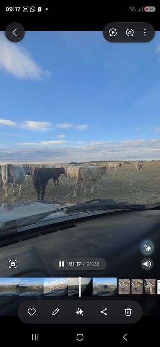 Продам бычков, подсосных