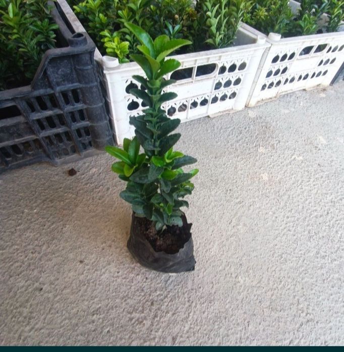 Shamshod arginal kochat