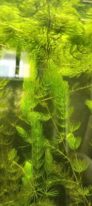 Аквариумные растения