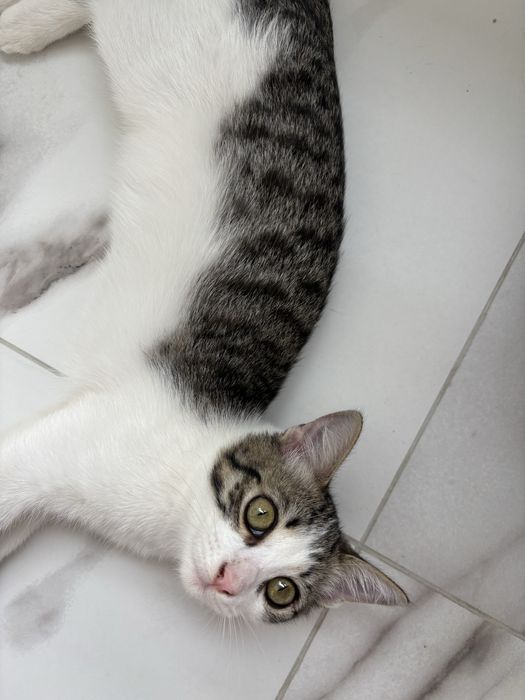 Котенок мальчик 4 мес ласковый ищет дом