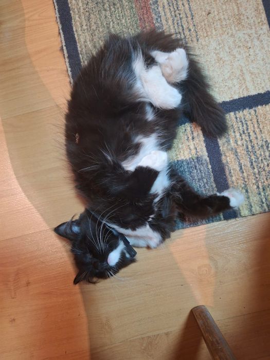 Котенок, кошка в добрые руки