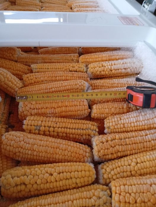 Porumb zaharat Târgoviște