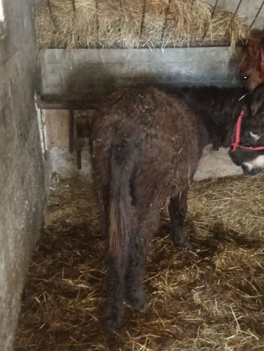 Vand un magar de 2 ani