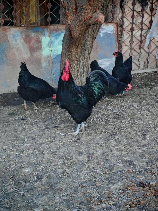 Jersiy gigant va Astralop zodliy tovuq tuxumlariga zakaz olamizi
