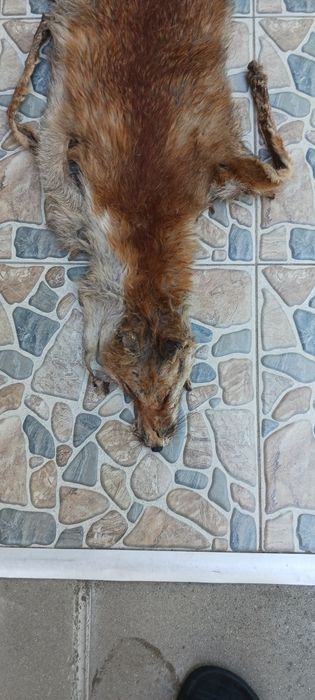 Кожа от лисица за украса