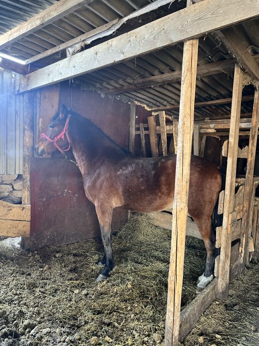Жеребчик Англо-рысак.