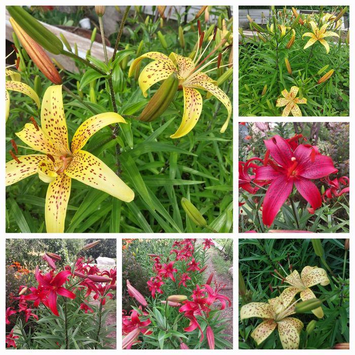 Продам саженцы многоленики