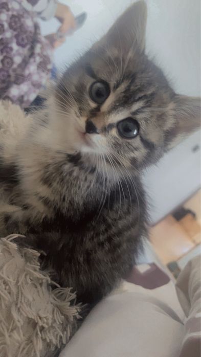 Котенок ищет добрые и заботливые руки!