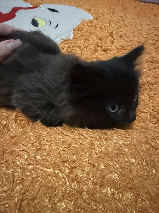 Отдам котят.В хорошие руки