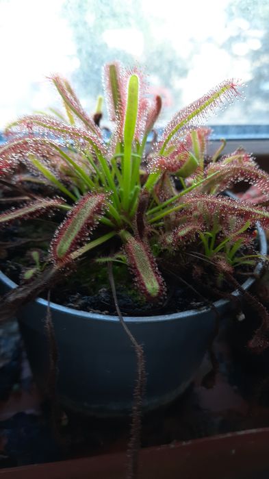 Насекомоядни ( Хищни ) растения