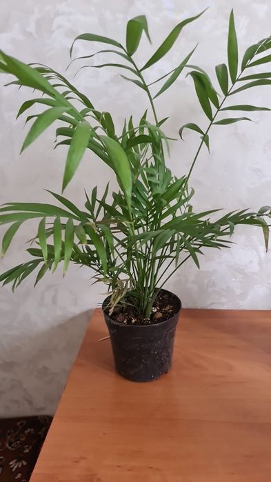 Продам  цветочки