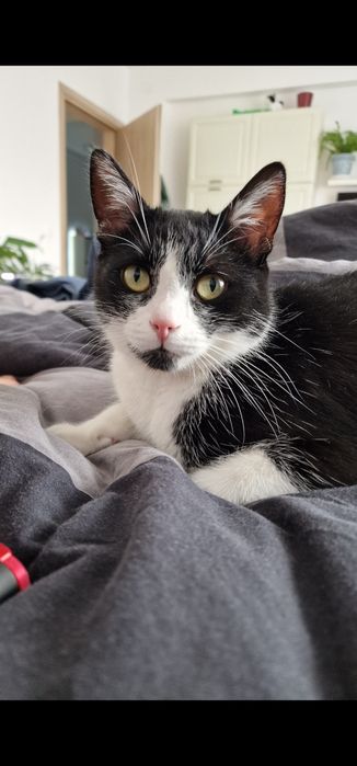 Donez motan, 4 ani, sterilizat