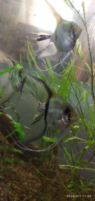 Рыбка Скалярия. Вуалевые.