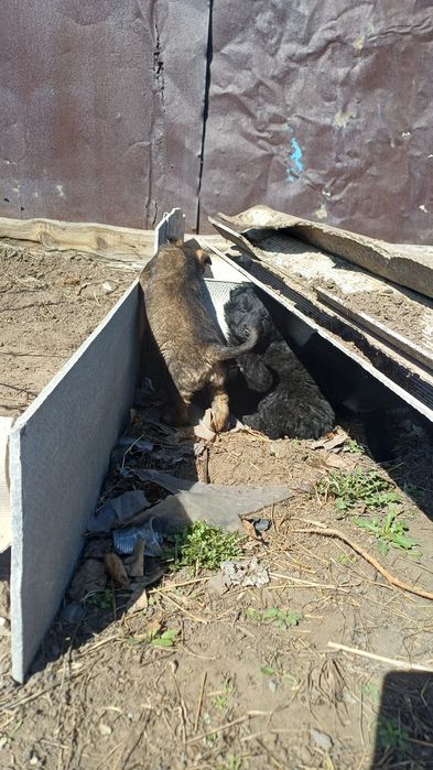 Отдам щенков в хорошие руки