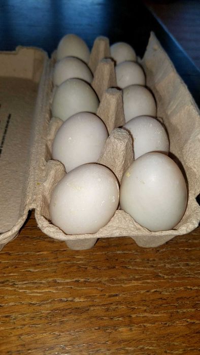 Oua de rate alergatoare (indiene)