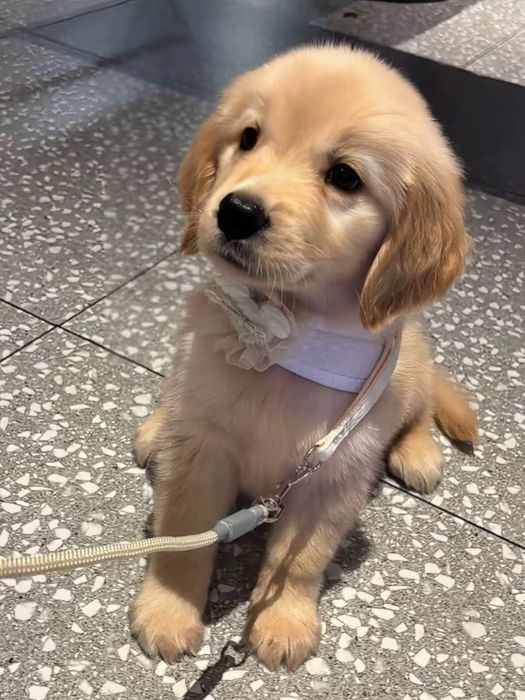 Golden Retriever femela cu pedigree tip A