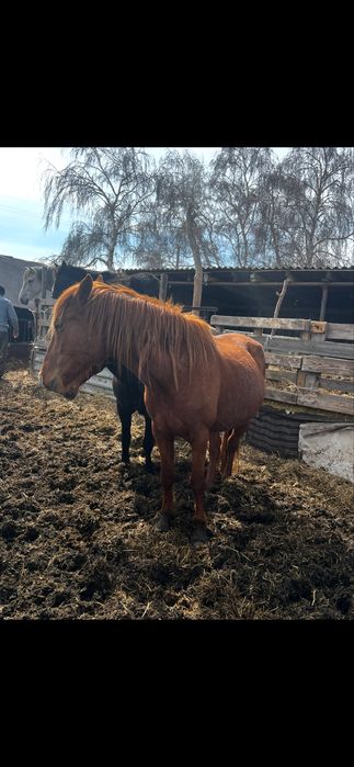 Продам табун лошодей