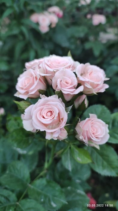 Саженцы на продажу. Кучатлар сотувда.