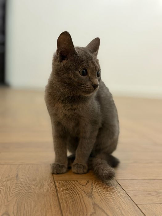 Отдам котенка в добрые руки