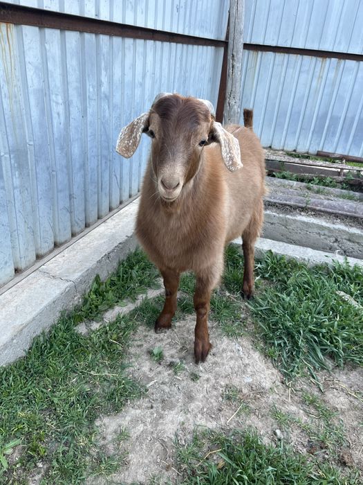 Теке 5 айлык сутті линия