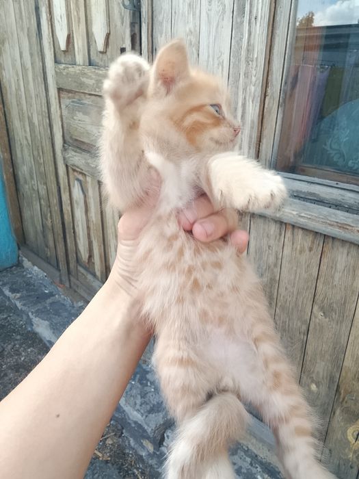 Отдам котят в заботливые руки