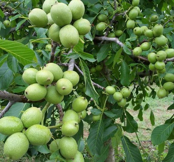 Vand nuci selecționate pentru plantat soiul jupanes