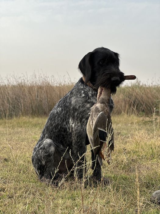 Продается щенок дойч дратхаара