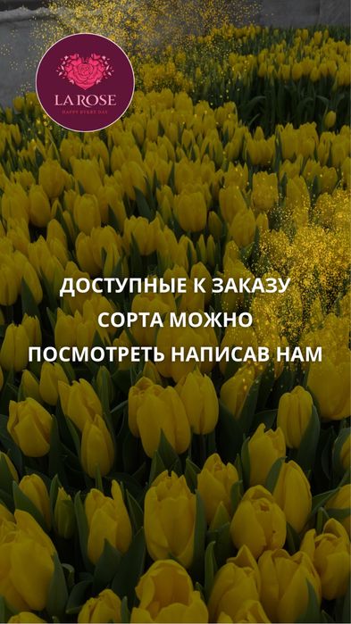 Свежие Тюльпаны оптом.