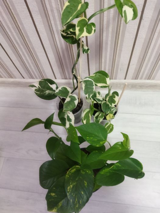 Комнатные цветы в ассортименте