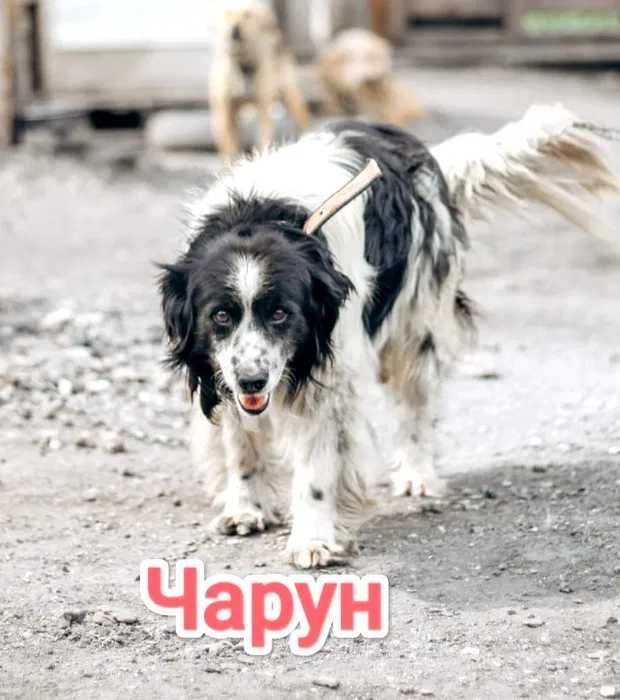 Дарю в добрые и ответственные руки