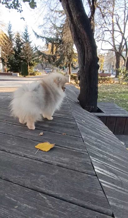 Померан Момичета с Родословие FCI