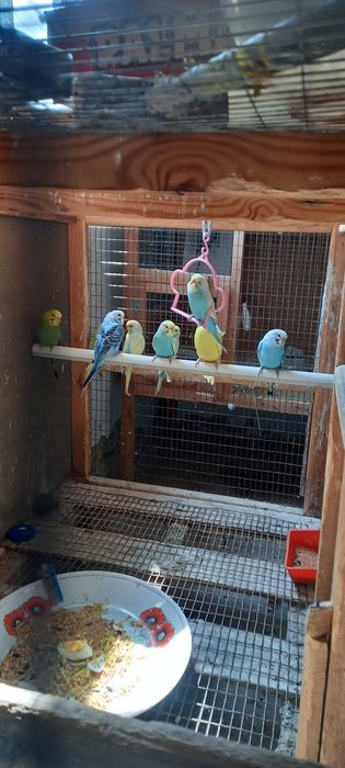 Радужныйлар  сотилади