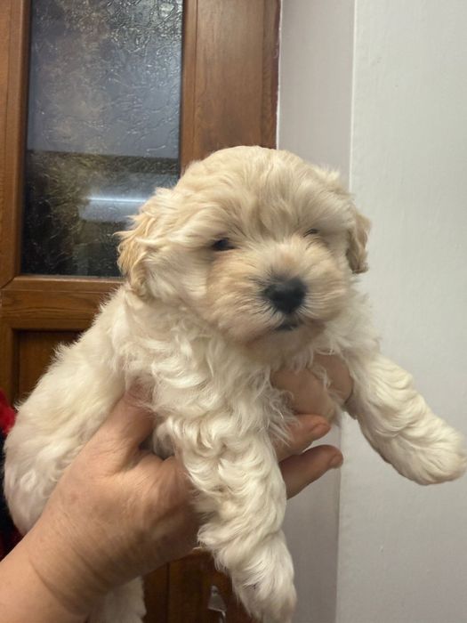 Bichoni maltezi fetite si baietei