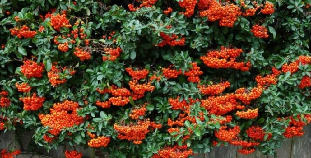 Пироканта кўчатлари.